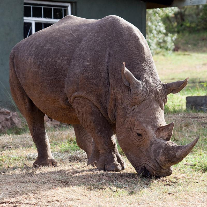 ☑ quel animal barrit